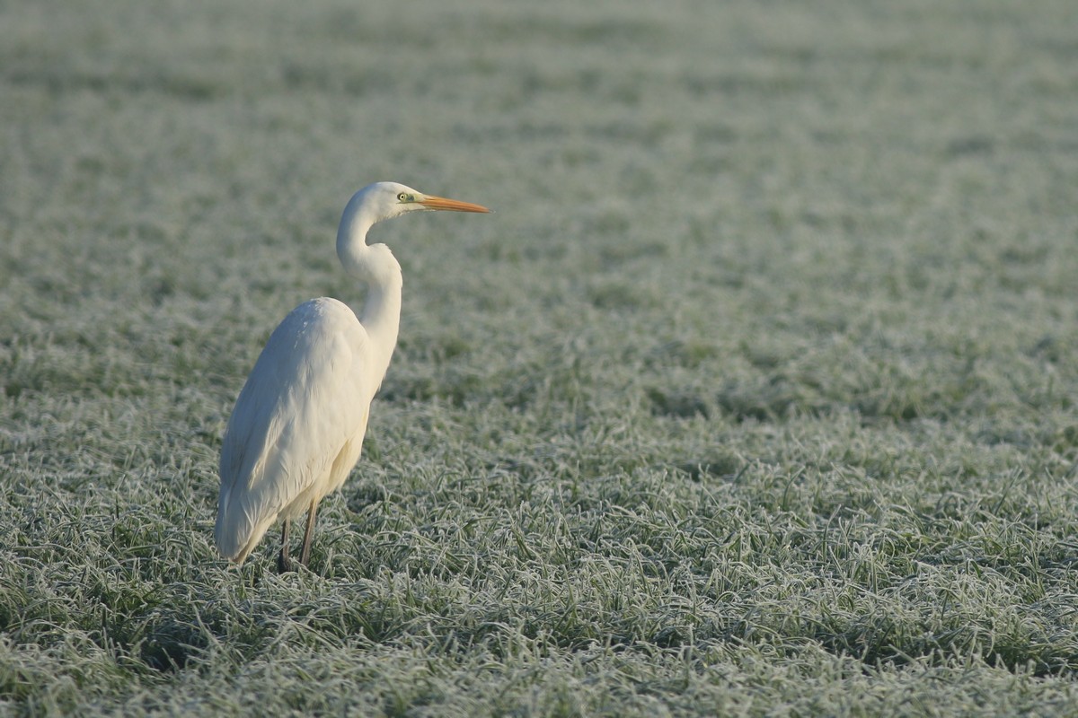 Airone bianco maggiore ( Casmerodius albus )