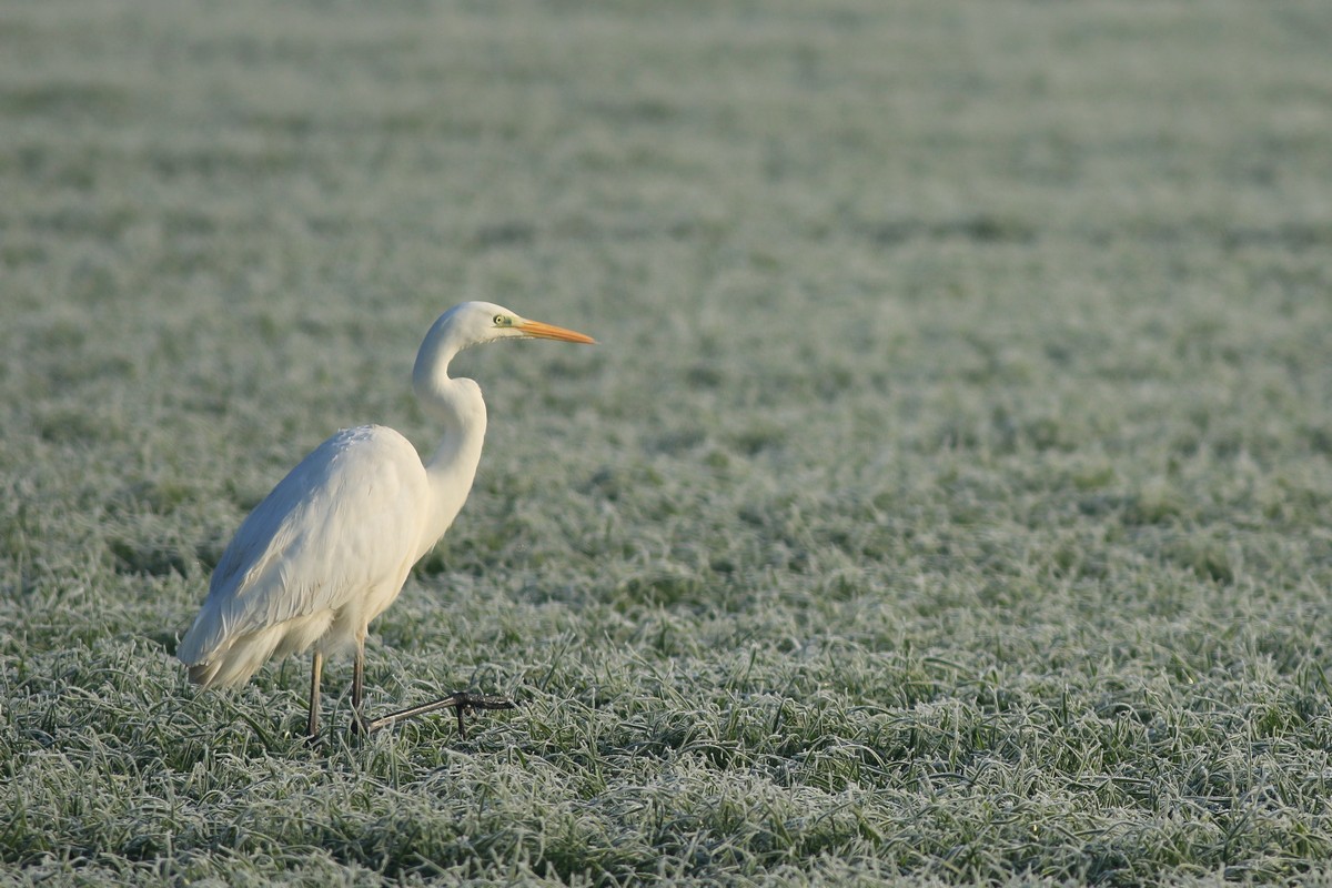 Airone bianco maggiore ( Casmerodius albus )