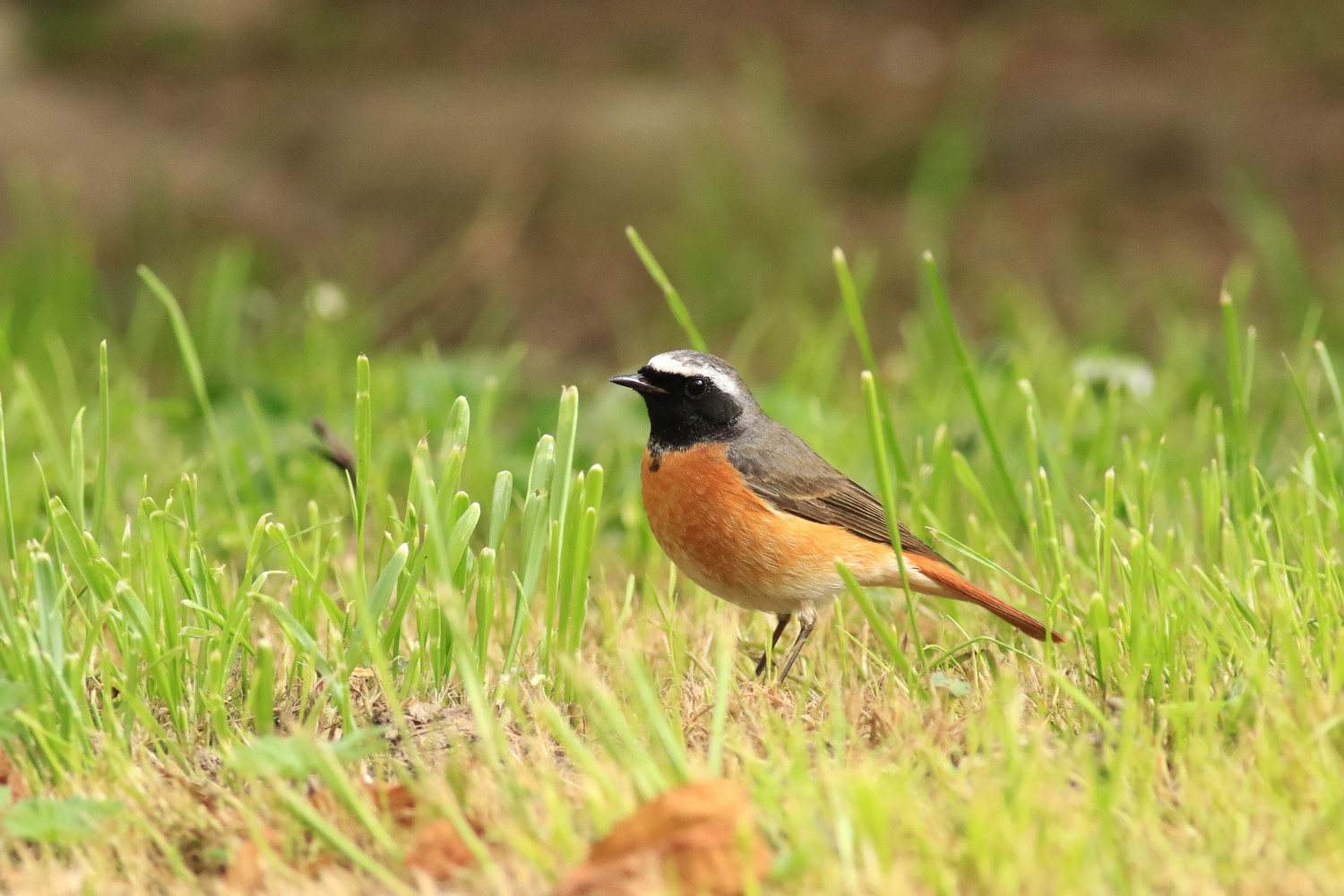 Codirosso comune (Phoenicurus phoenicurus ) maschio