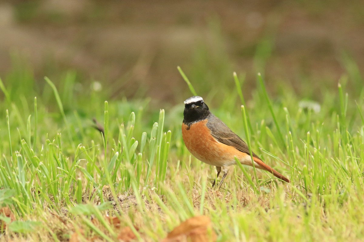 Codirosso comune (Phoenicurus phoenicurus ) maschio