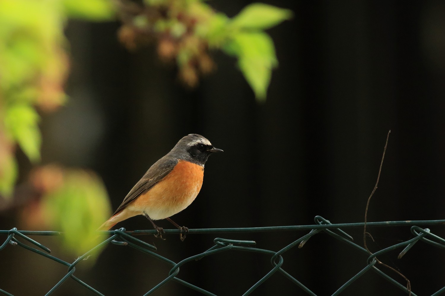 Codirosso comune (Phoenicurus phoenicurus ) maschio