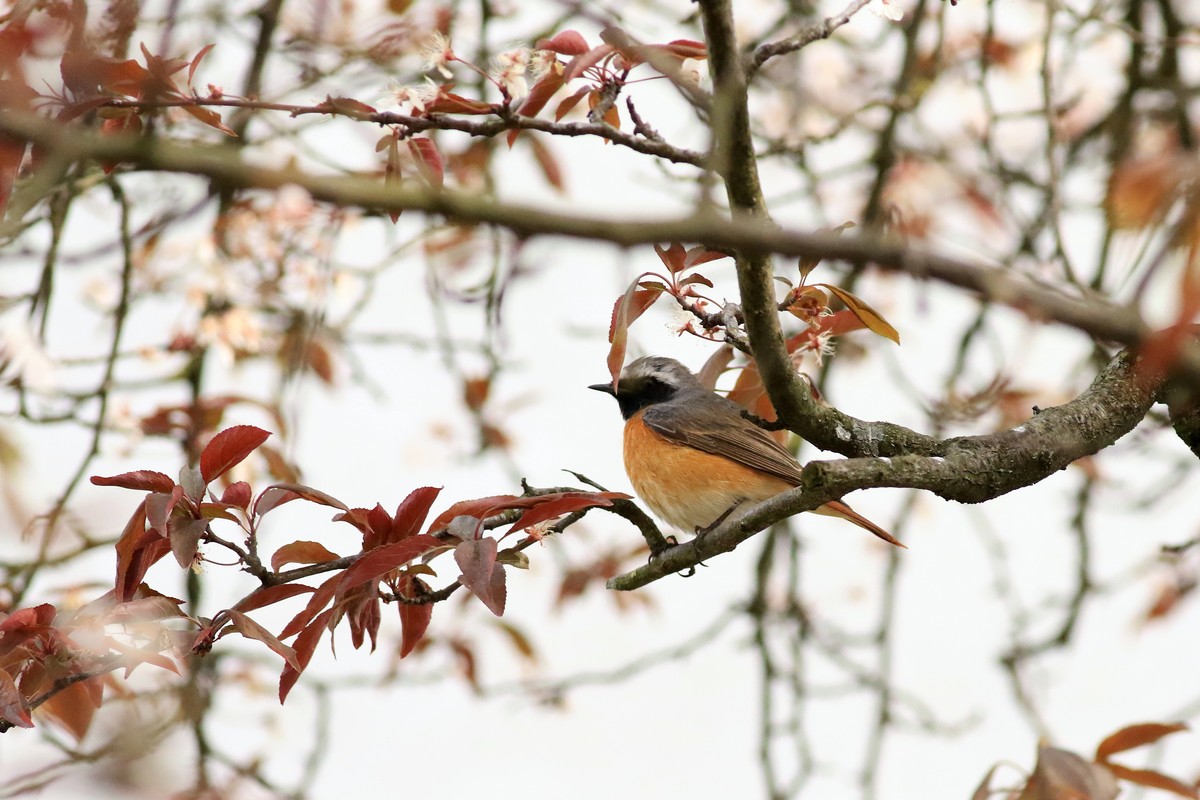 Codirosso comune (Phoenicurus phoenicurus ) maschio