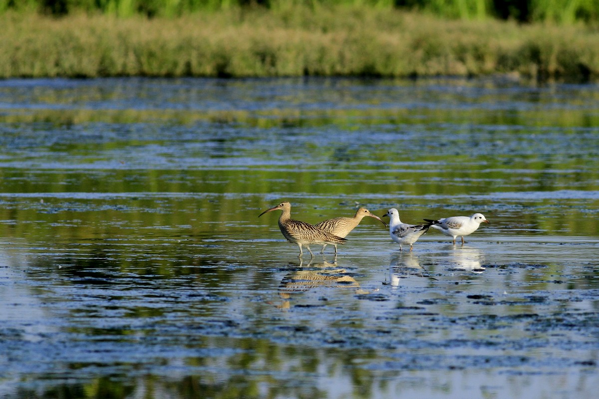 Gambecchio nano e comune  e Chiurli maggiori