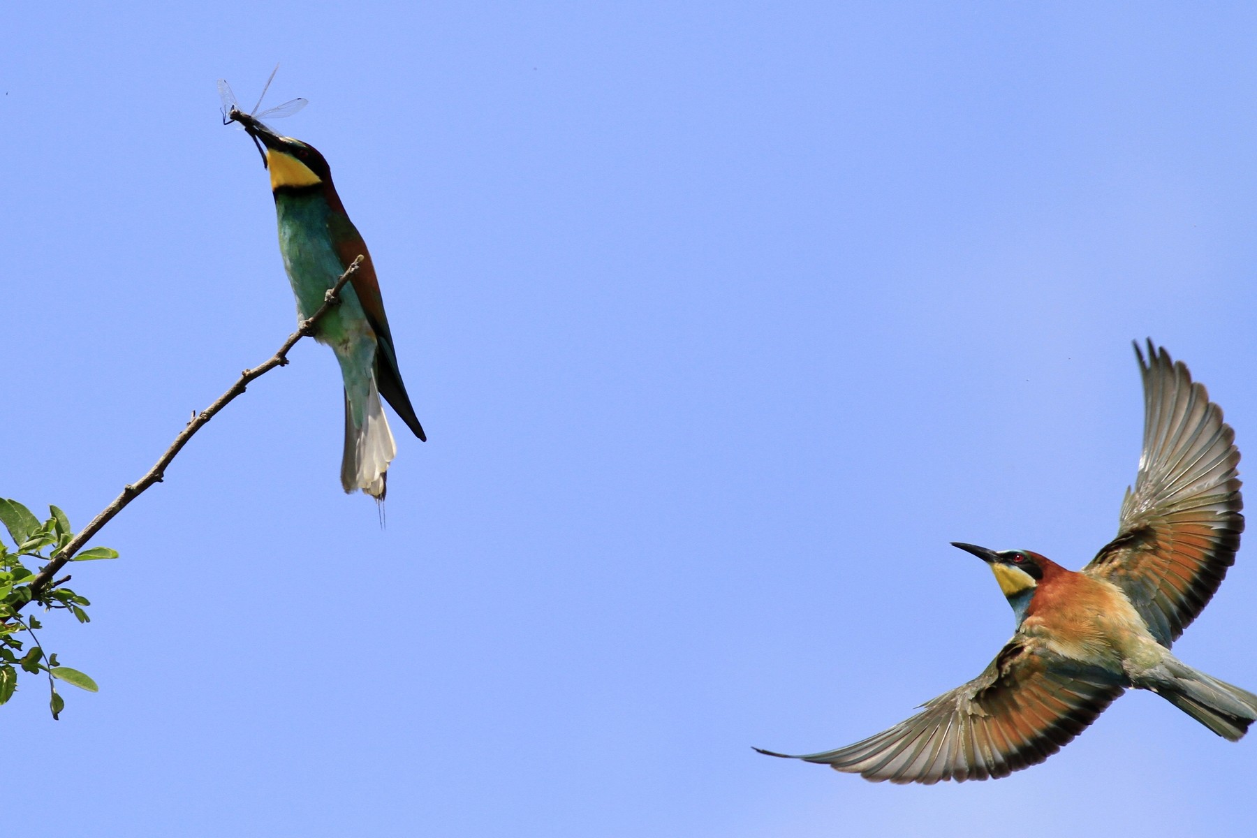 Sono un Gruccione, volo