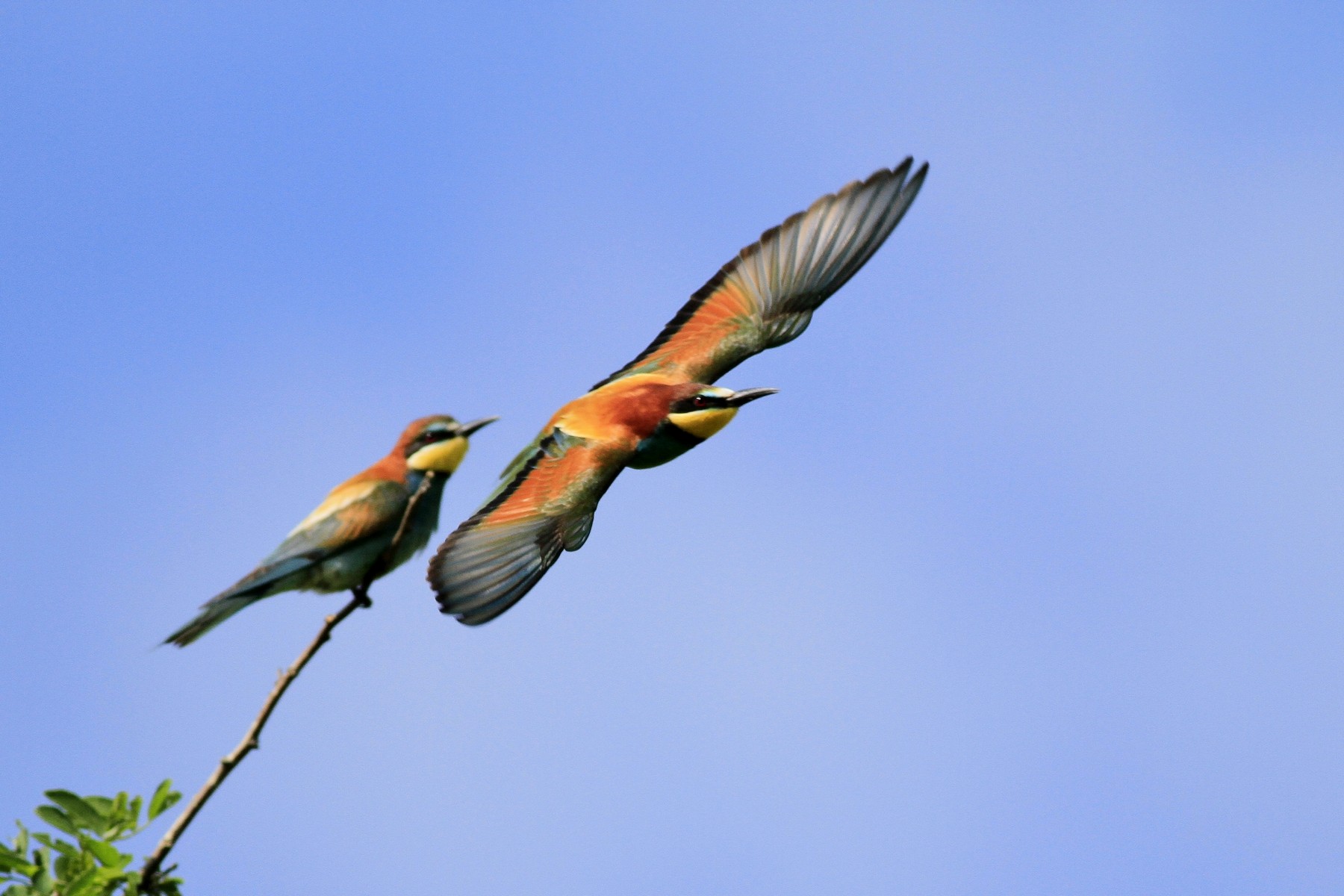 Sono un Gruccione, volo