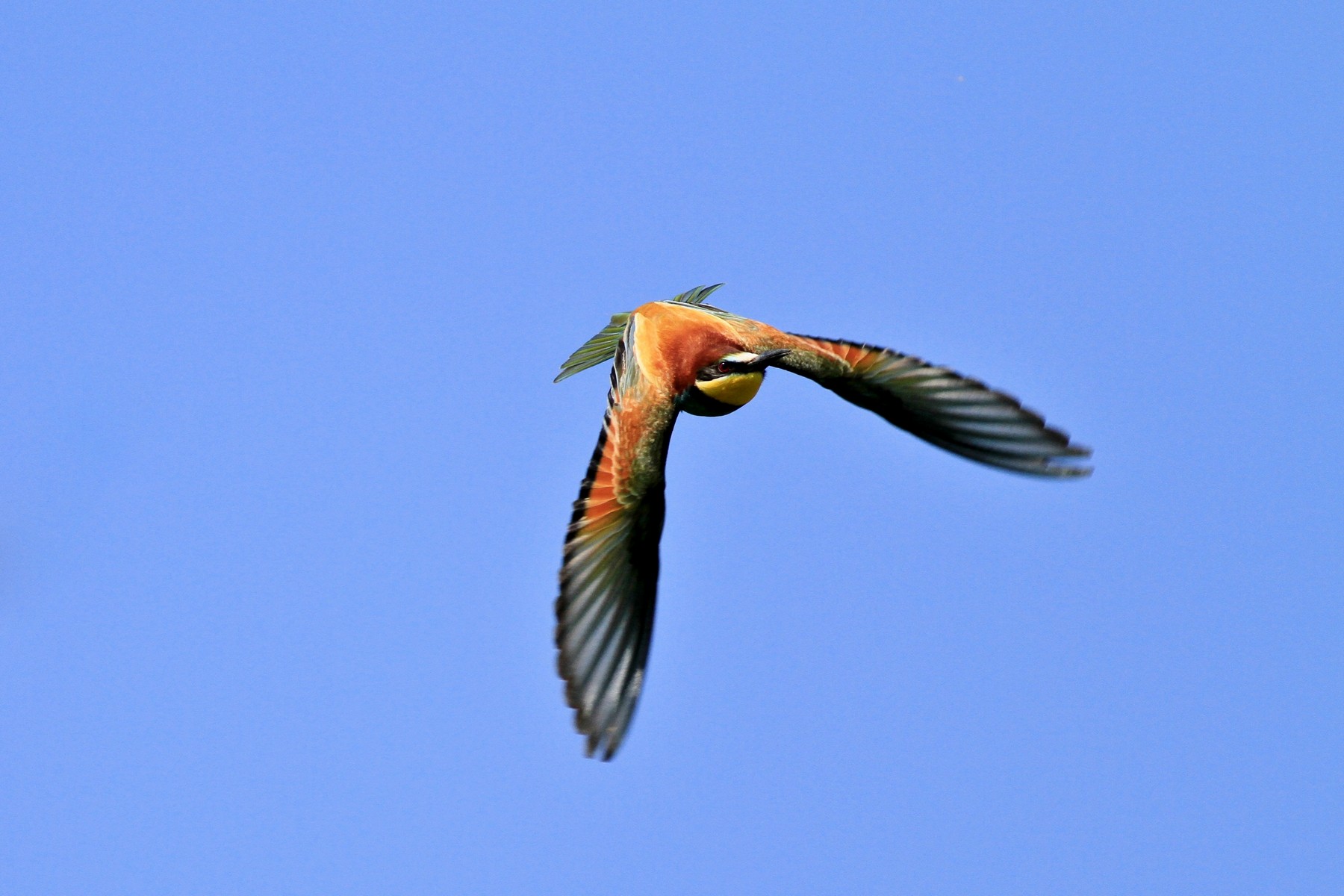 Sono un Gruccione, volo