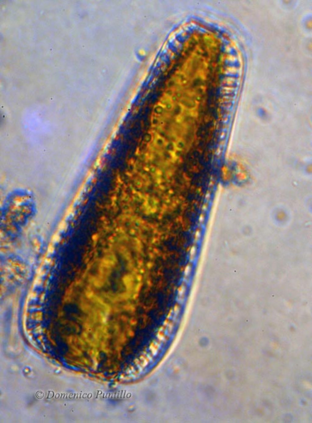 Surirella