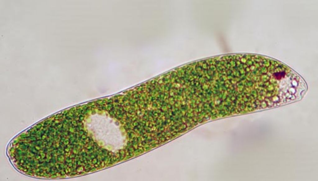 Euglena