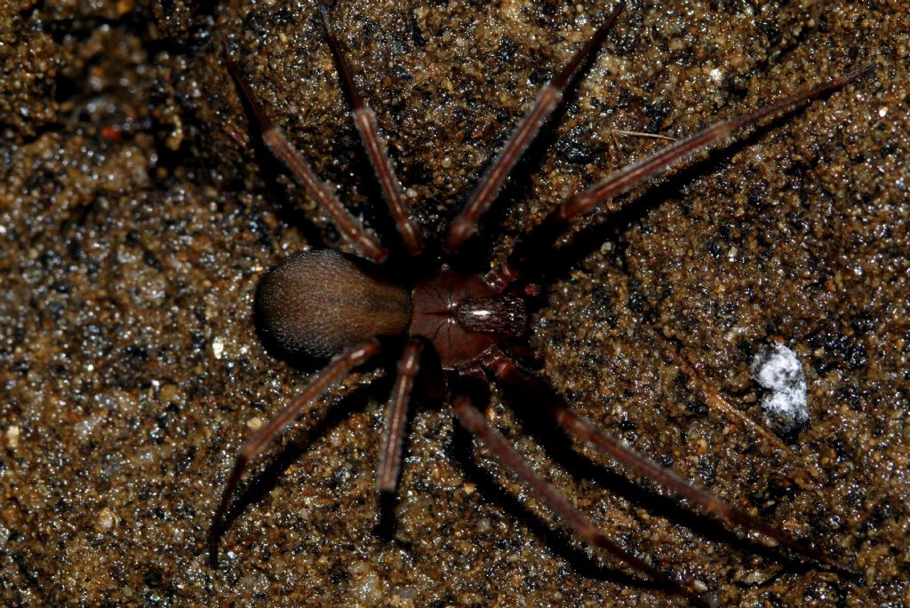 Loxosceles rufescens in natura - (Calabria ionica)