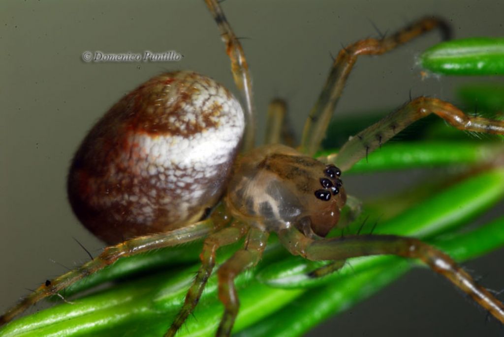 Theridion? No. Metellina sp. - Mavigliano (CS)