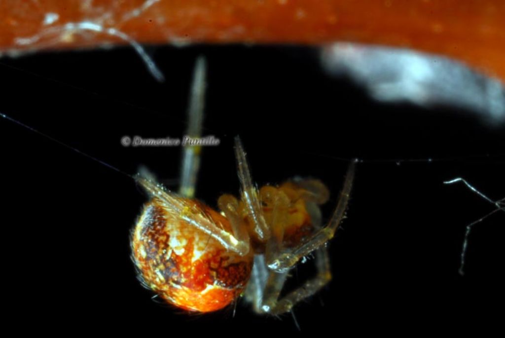 Giovane Theridion sp. - Montalto Uffugo (CS)