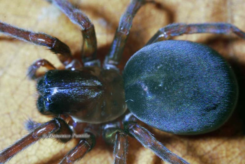 Amaurobius cf. erberi - Montalto Uffugo (CS)