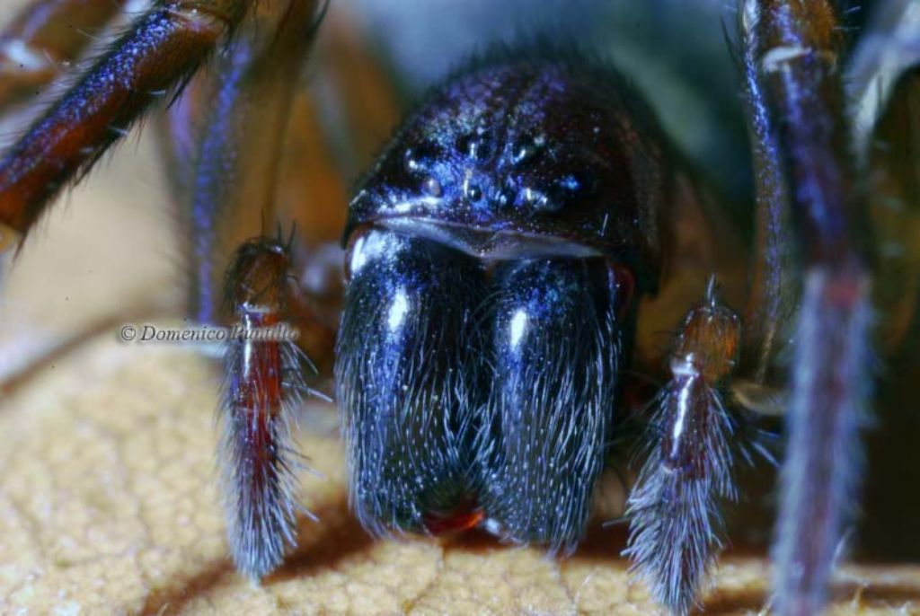 Amaurobius cf. erberi - Montalto Uffugo (CS)