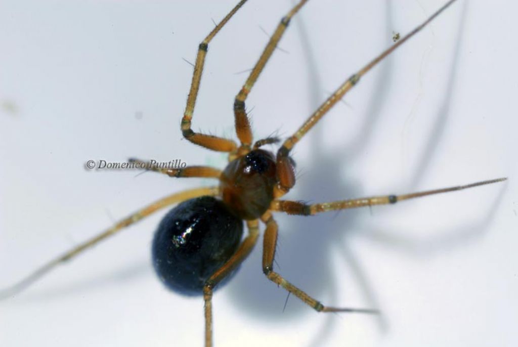 Linyphiidae - Montalto Uffugo (CS)