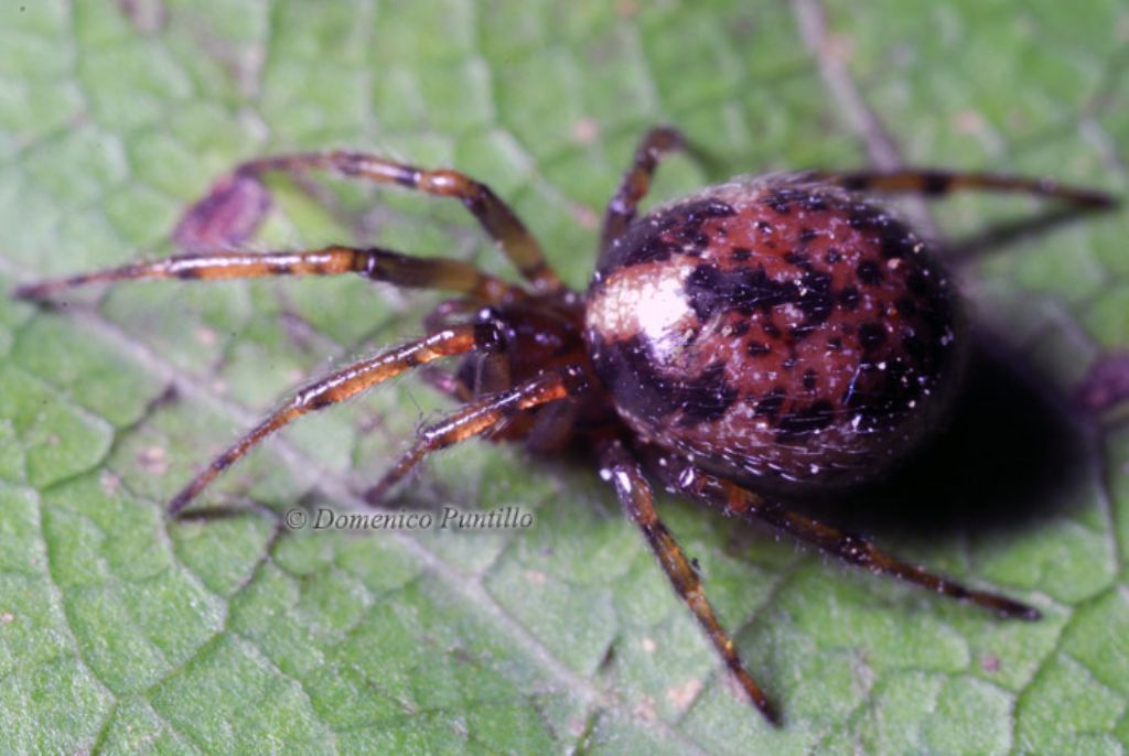 Theridion. No. Enoplognatha mandibularis - Crati (CS)