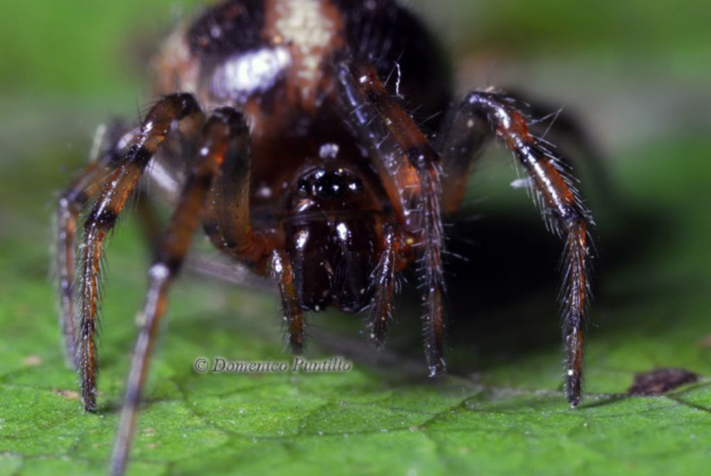 Theridion. No. Enoplognatha mandibularis - Crati (CS)