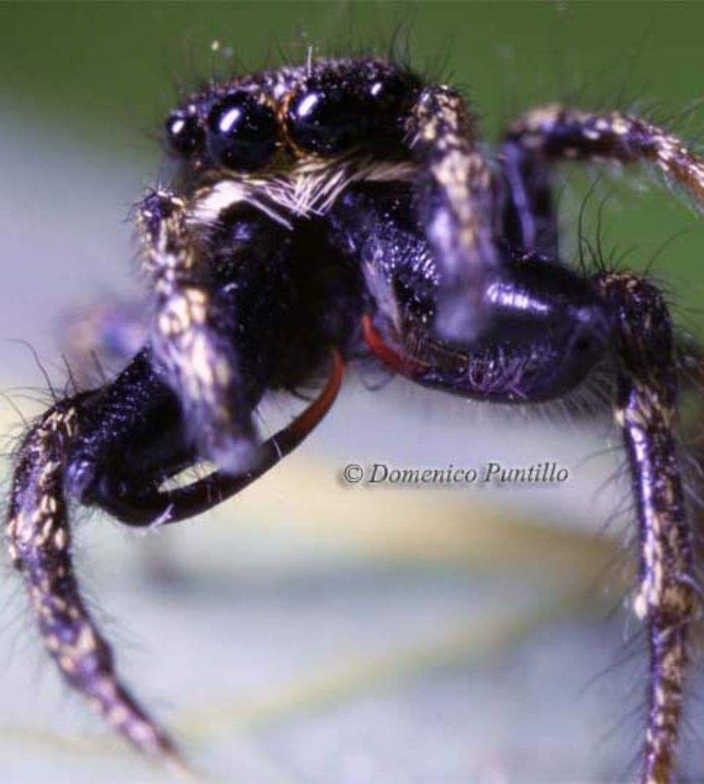 Salticus propinquus - Montalto Uffugo (CS)