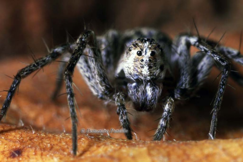 Oxyopes sp. - Montalto Uffugo (CS)