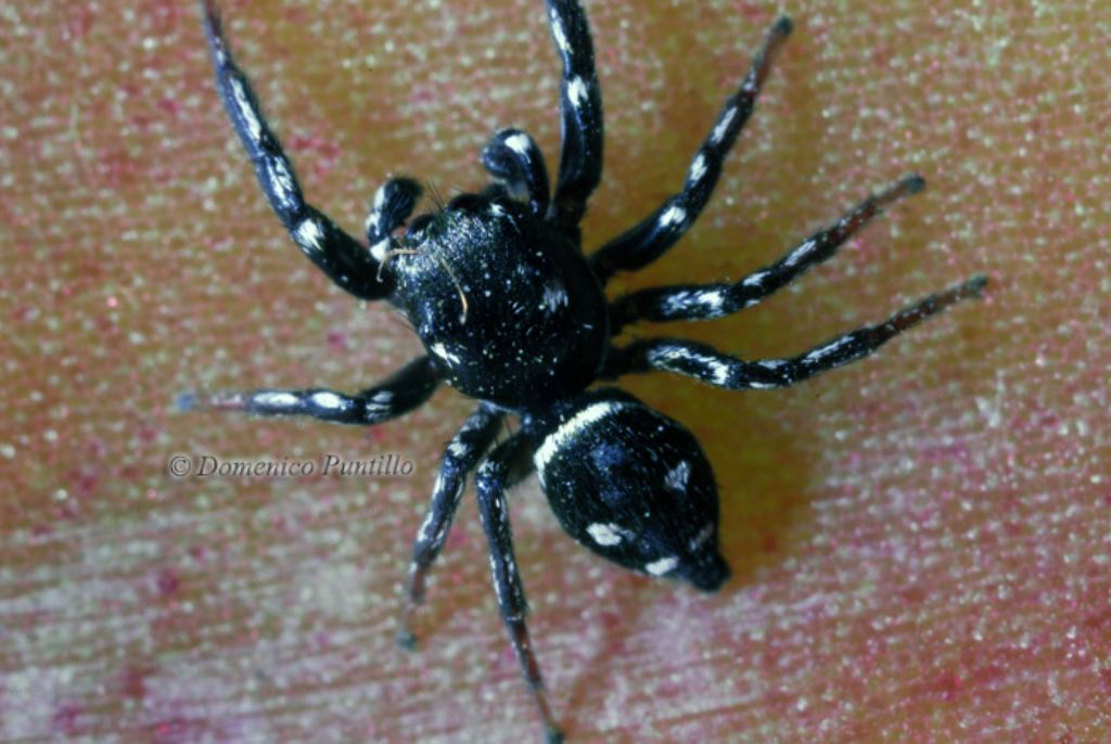 Heliophanus cf. apiatus - Montalto Uffugo (CS)