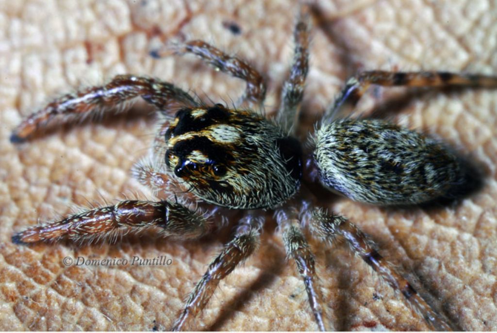 Marpissa. No. Femmina di Macaroeris nidicolens - Crati (CS)