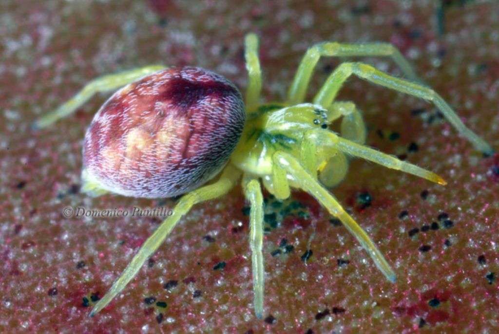 Nigma cf. hortensis - Montalto Uffugo (CS)