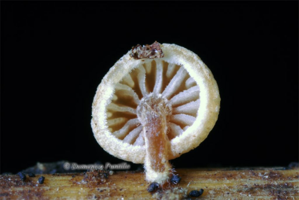 Agaricacea