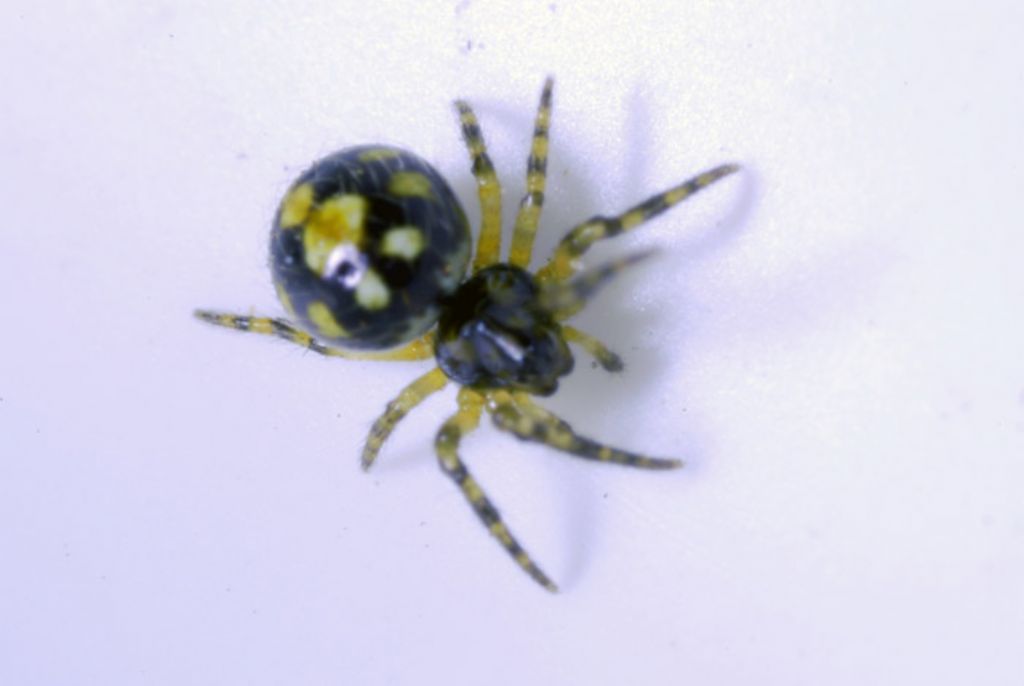 giovanissimo Araneidae - Crati (CS)