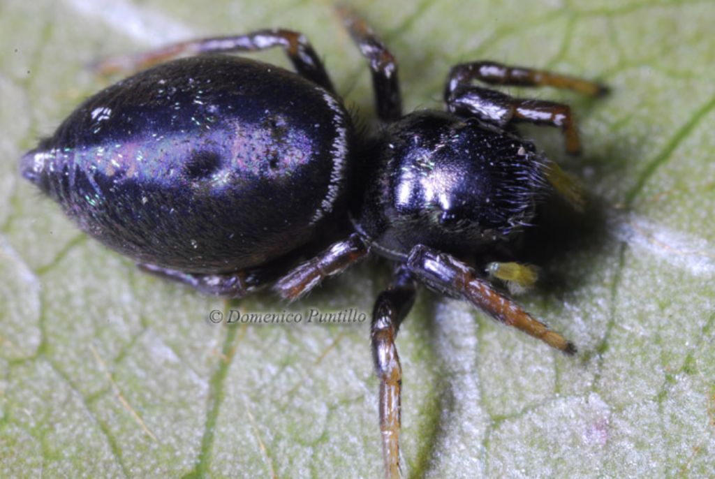 Heliophanus sp. - Montalto Uffugo (CS)