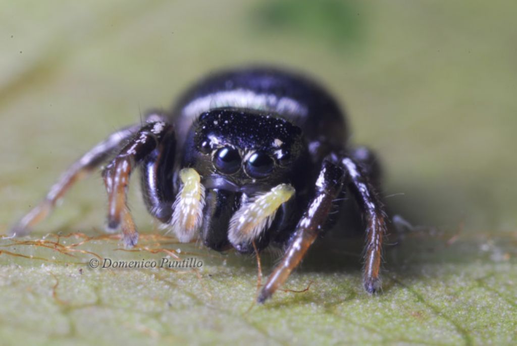 Heliophanus sp. - Montalto Uffugo (CS)