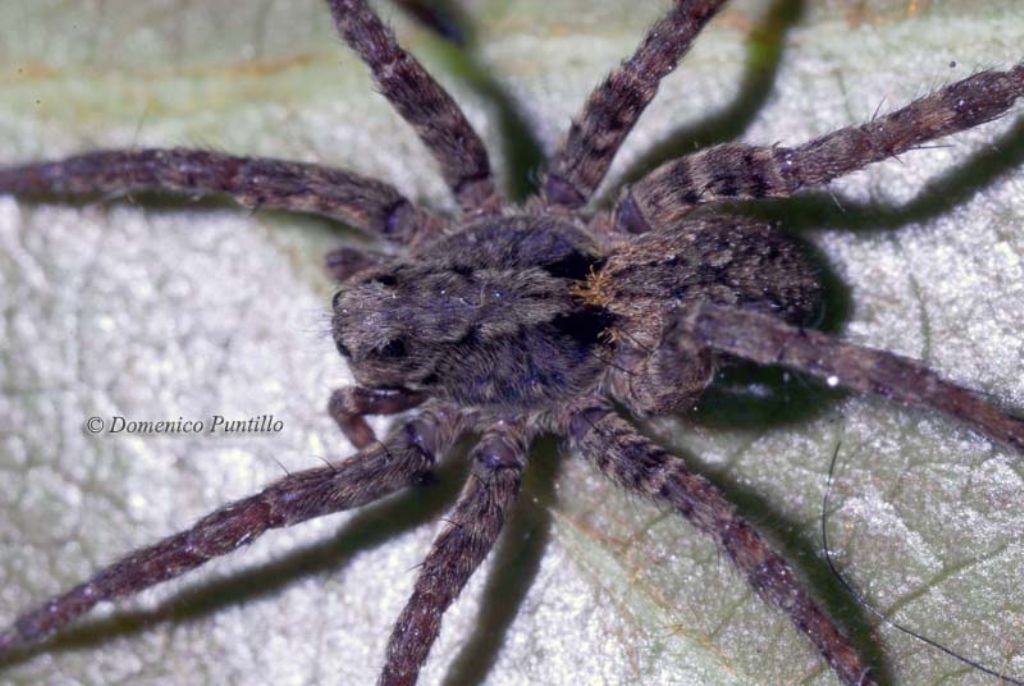 Alopecosa albofasciata - Montalto Uffugo (CS)