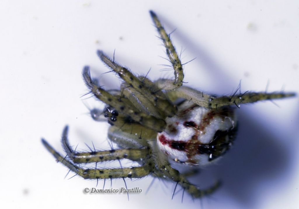 Metellina? No. Mangora acalypha (Araneidae)