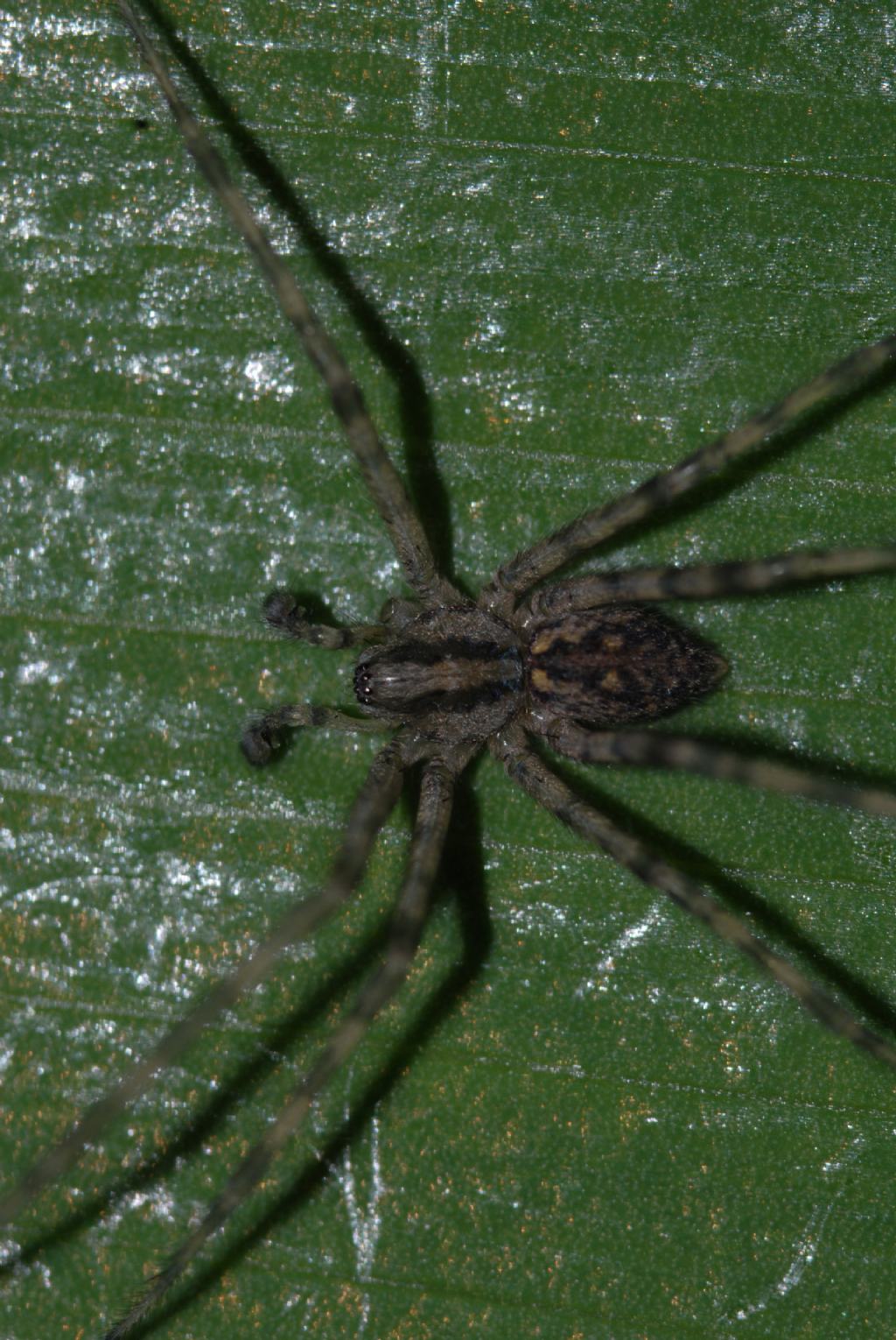 Malthonica sp. - Montalto Uffugo (CS)