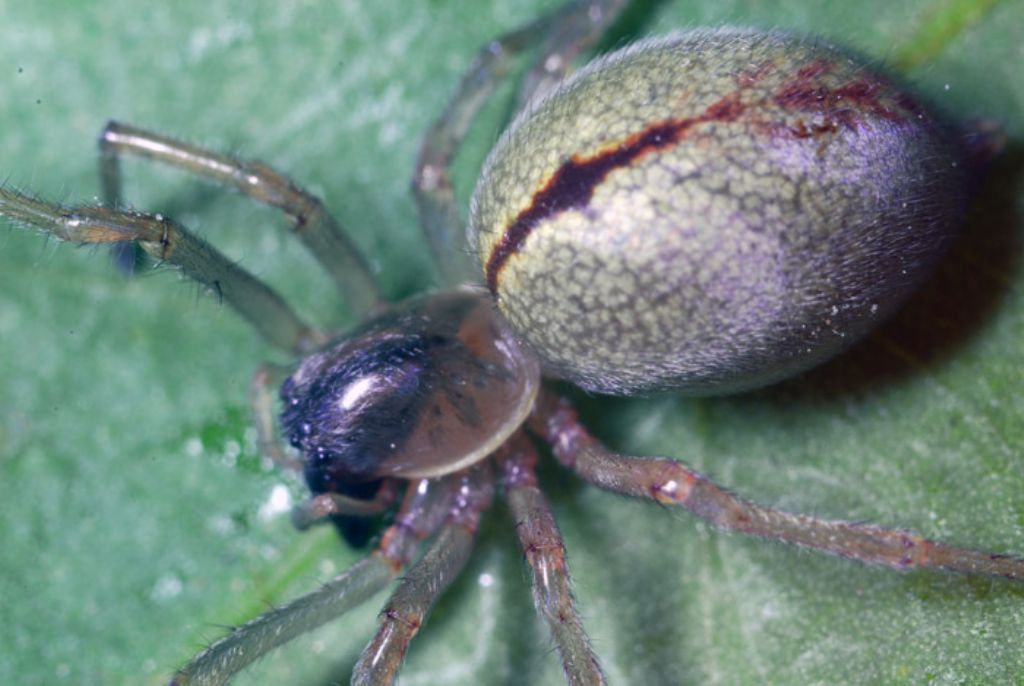 Cheiracanthium cf. erraticum  - Montalto Uffugo (CS)