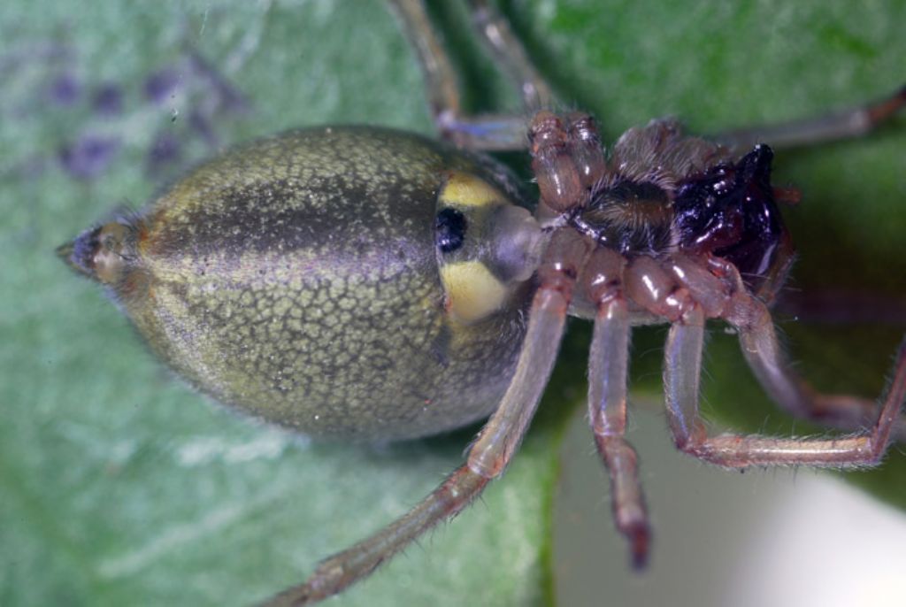 Cheiracanthium cf. erraticum  - Montalto Uffugo (CS)