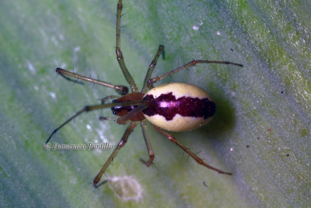 Linyphiidae - Crati (CS)