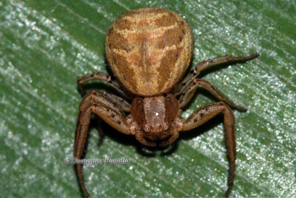 Xysticus sp. - Montalto Uffugo (CS)