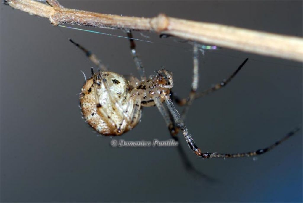 Spermophora senoculata; Kochiura aulica - Montalto Uffugo