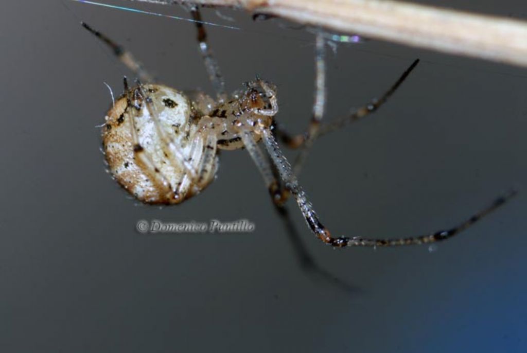 Platnickina sp. - Montalto Uffugo (CS)