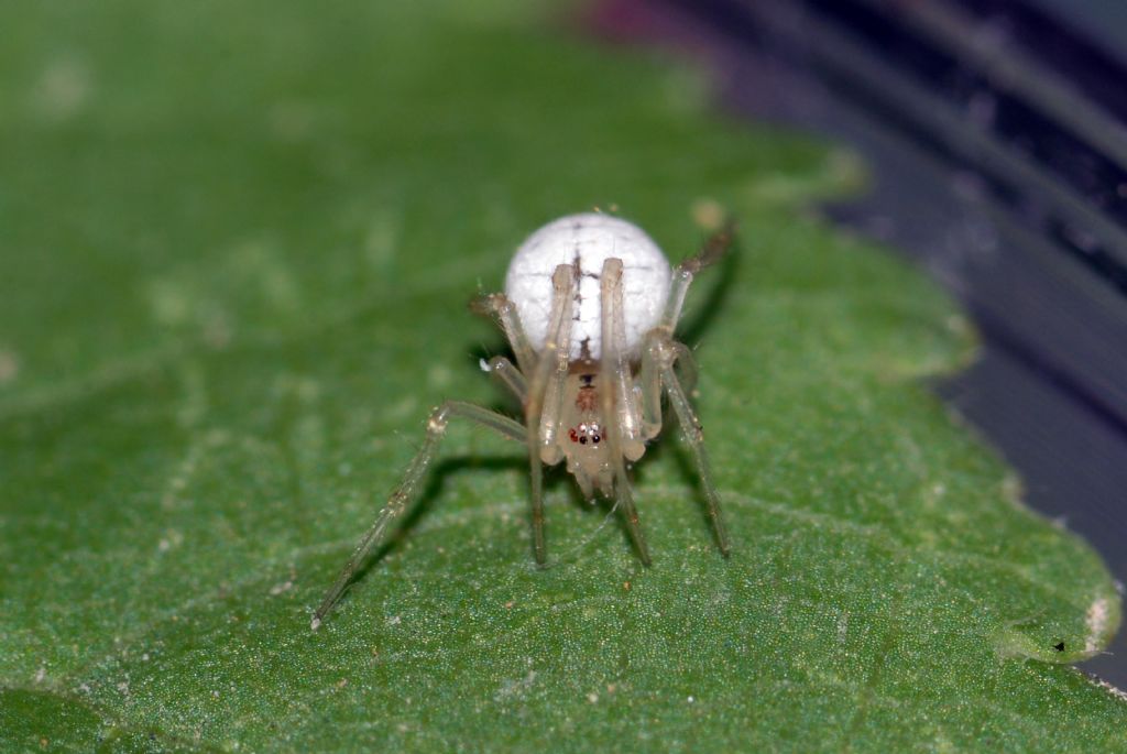 Enoplognatha sp. - Montalto Uffugo (CS)