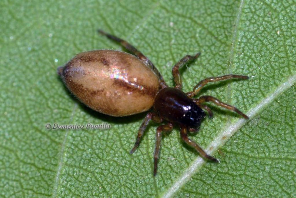 Clubiona leucaspis - Montalto Uffugo (CS)