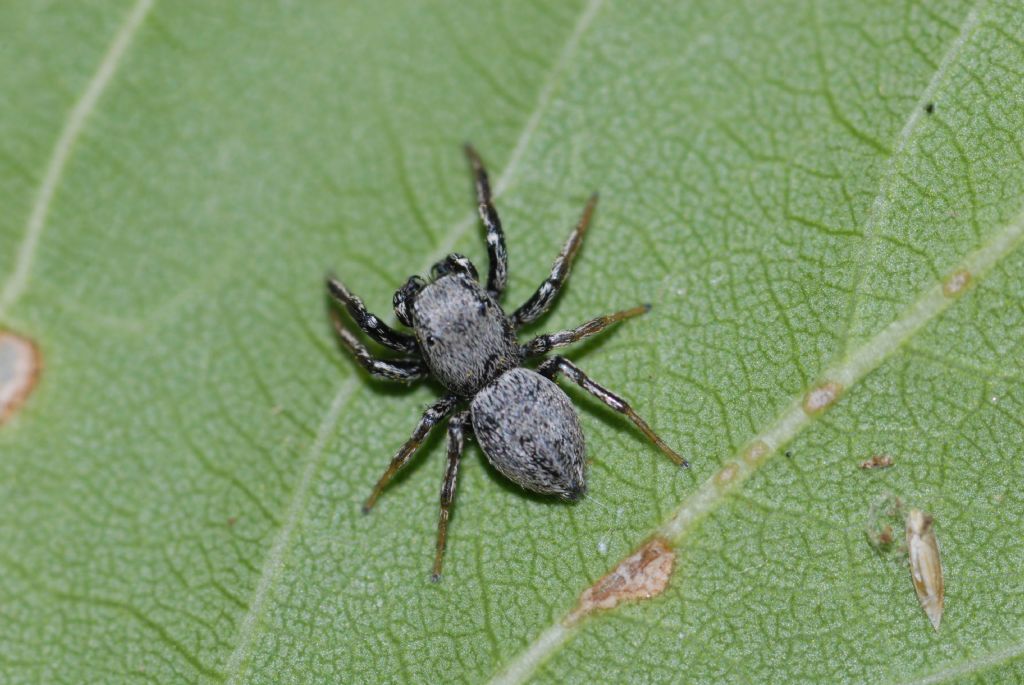 Heliophanus equester - Montalto Uffugo (CS)