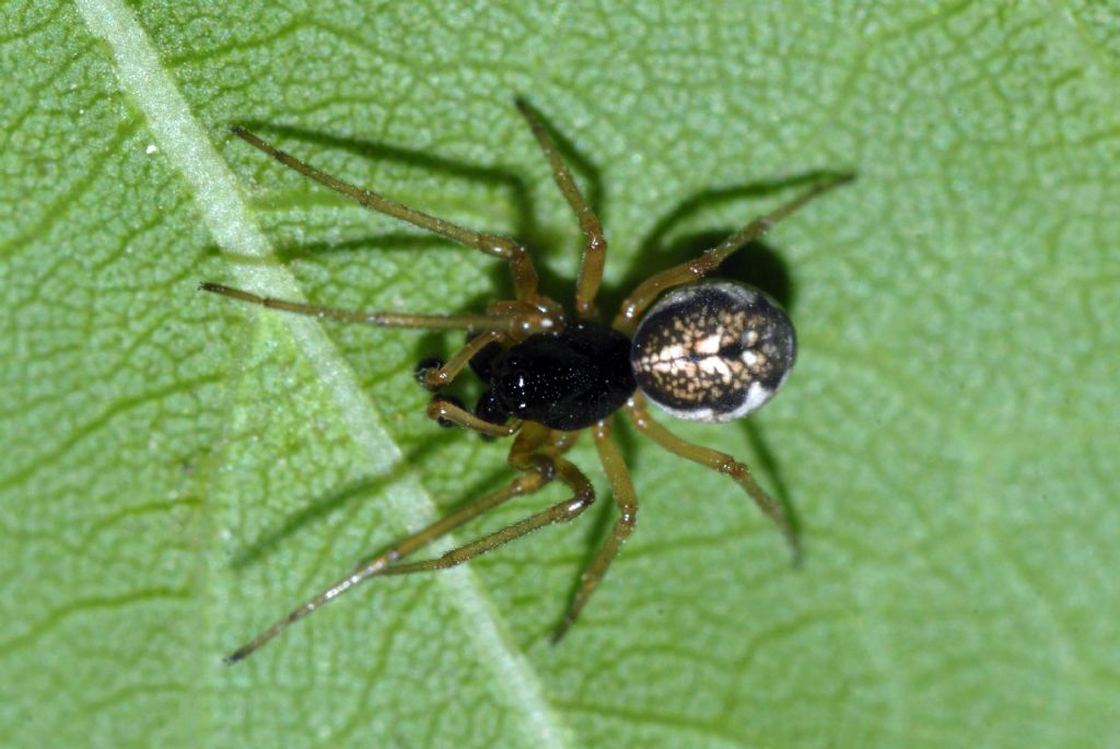 Liniphidae