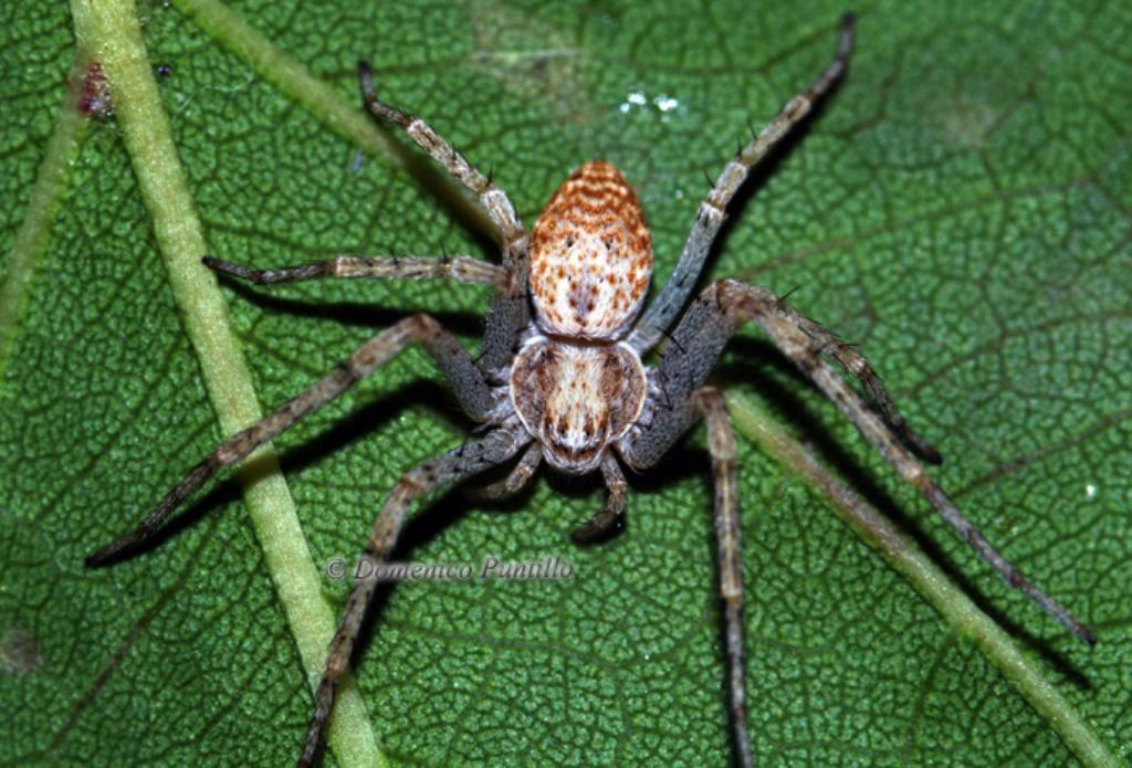 Philodromus sp. - Crati (CS)