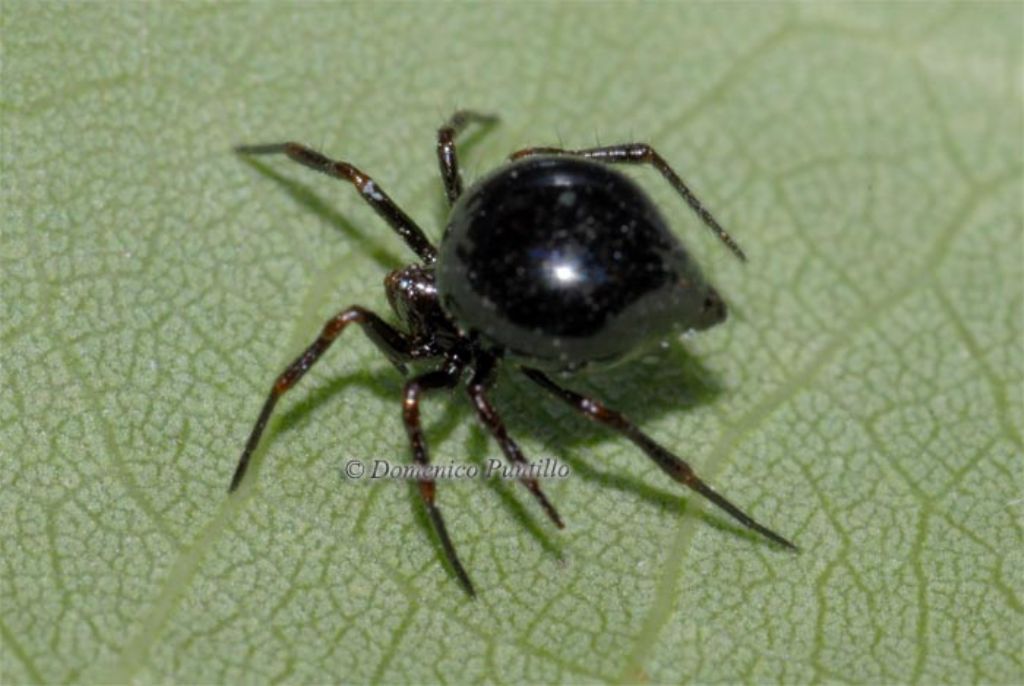 Euryopis episinoides - Montalto Uffugo (CS)