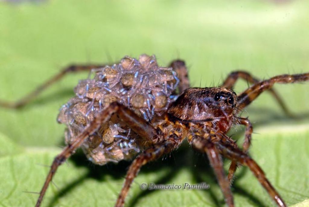 Asilo nido: Pardosa sp. con figli sul dorso - Crati (CS)