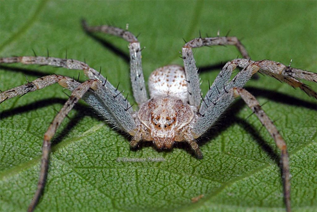 Philodromus sp. - Montalto Uffugo (CS)