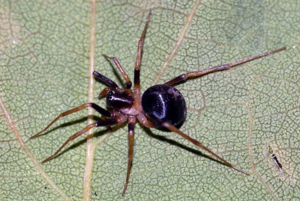 Zodarion sp. - V. Crati (CS)