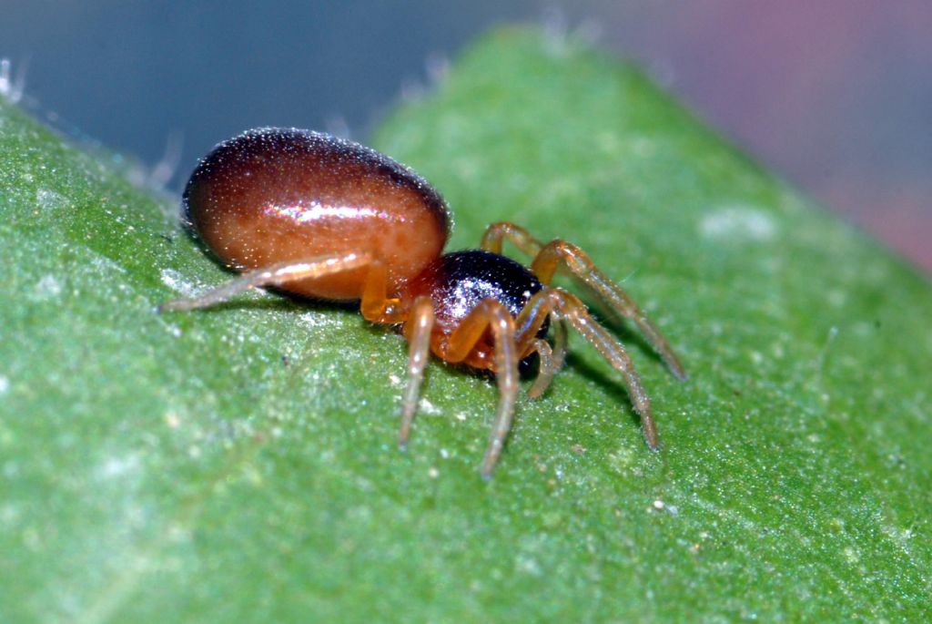 Clubiona sp. - Valle dei Crati (CS)