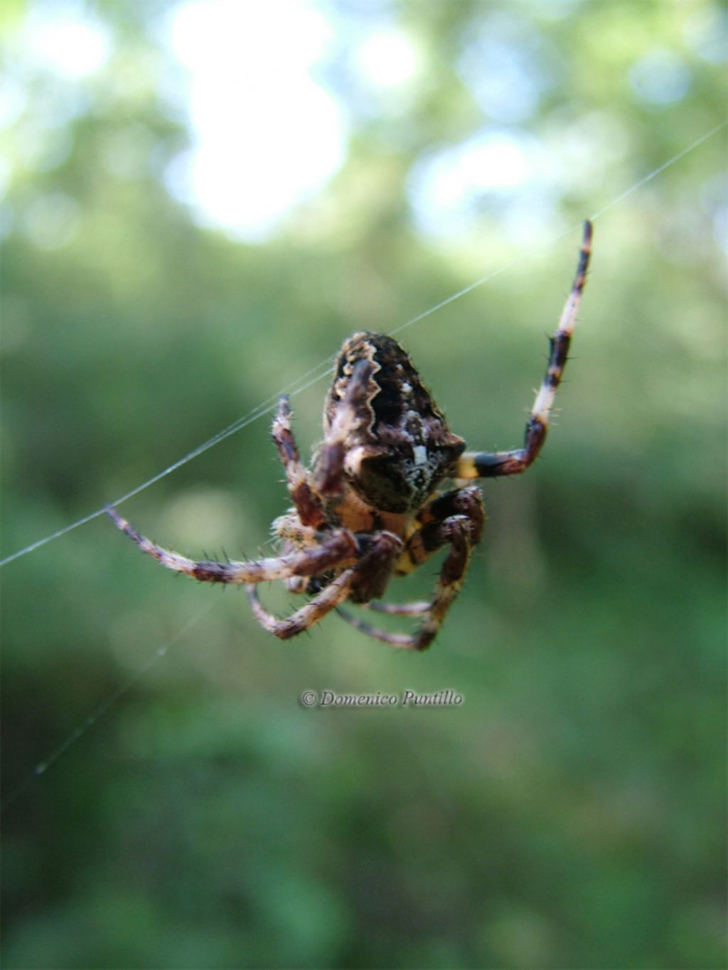 Araneus cf. angulatus - Montalto Uffugo (CS)