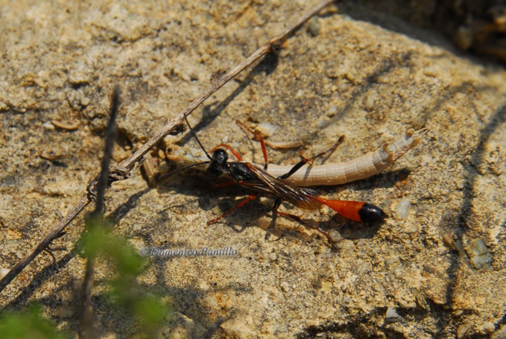 Ammophila heydeni heydeni, Sphecidae